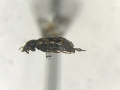 Tetratoma