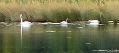 Cygnus