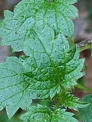 Urtica urens