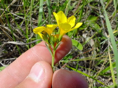 Linum flavum