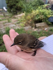 Setophaga coronata coronata