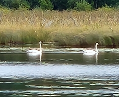 Cygnus