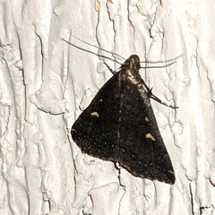 Tetanolita mynesalis