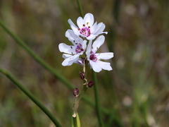 Wurmbea stricta