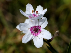 Wurmbea stricta