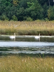 Cygnus