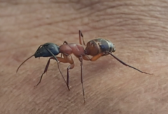 Camponotus vicinus