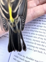 Setophaga coronata coronata