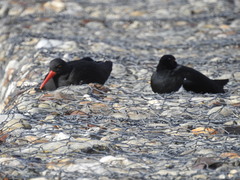 Haematopus leucopodus