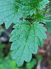 Urtica urens