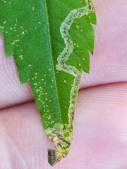 Liriomyza carphephori