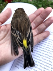 Setophaga coronata coronata