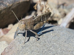 Leprus intermedius