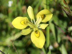 Moraea papilionacea