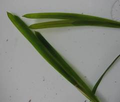 Potamogeton malaianus