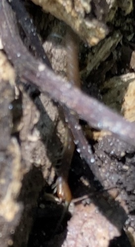 Caribbean Giant Centipede photo 4