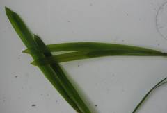 Potamogeton malaianus