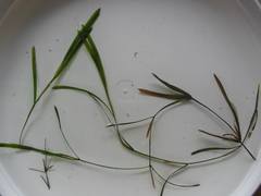 Potamogeton malaianus