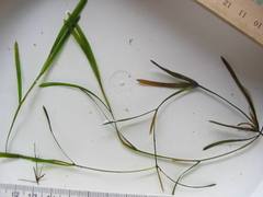 Potamogeton malaianus