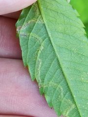 Liriomyza carphephori