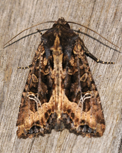 Kidney-spotted Rustic Moth photo 2