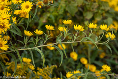 Helianthus grosseserratus