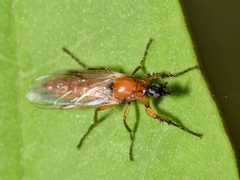 Dilophus bispinosus