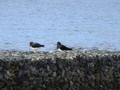 Haematopus leucopodus