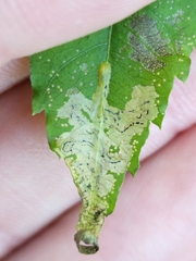 Liriomyza carphephori