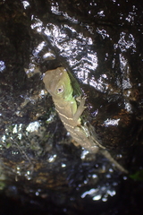 Physignathus cocincinus