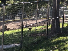 Vulpes vulpes