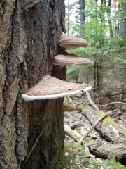 Ganoderma megaloma