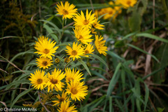 Helianthus grosseserratus