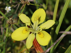 Moraea papilionacea