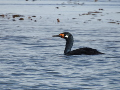 Leucocarbo magellanicus