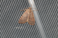 Xanthia ocellaris
