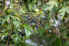 Vitis