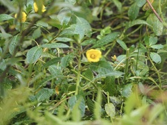 Ludwigia grandiflora