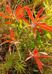 Protea