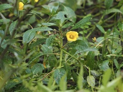 Ludwigia grandiflora