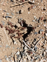 Pogonomyrmex occidentalis