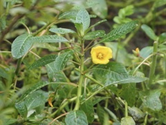 Ludwigia grandiflora