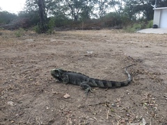 Iguana iguana