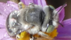Anthophora