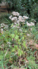 Eutrochium purpureum