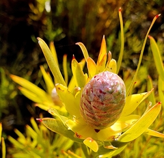 Leucadendron xanthoconus