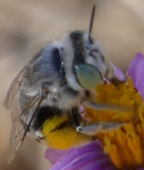 Anthophora