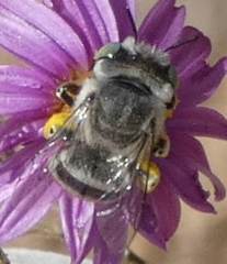 Anthophora