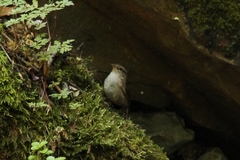 Troglodytes troglodytes hyrcanus