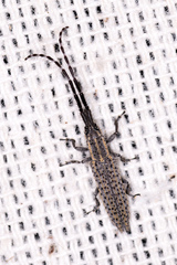 Dorcasta cinerea